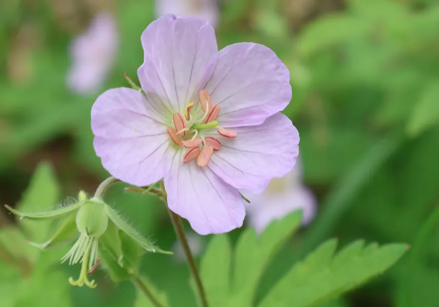 Close up photograph of a pale purple wild geranium flower