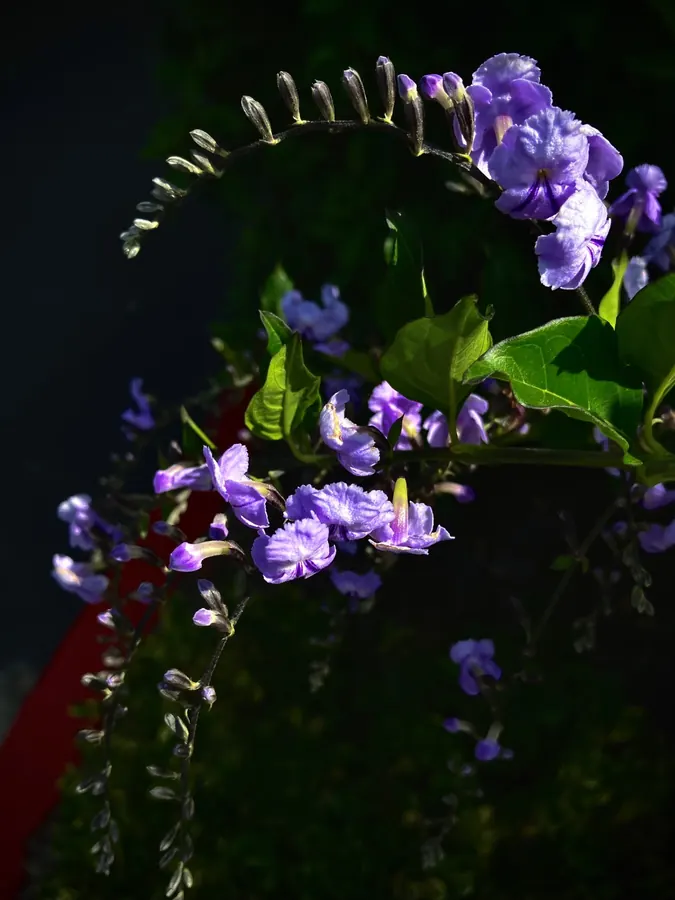 Photograph of purple flowers on a dark vine at night