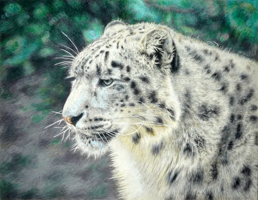 Realistic drawing of a snow leopard’s head in profile